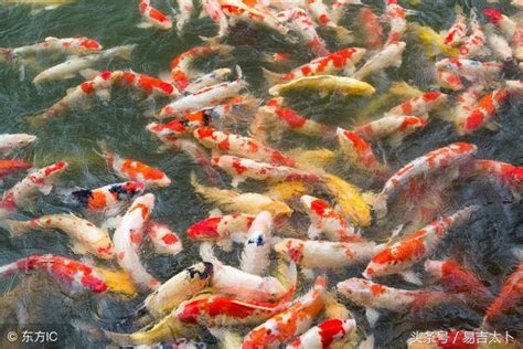 生肖養魚數量|【風水生肖養魚的數字】十二生肖養魚數量魚養幾條旺財 